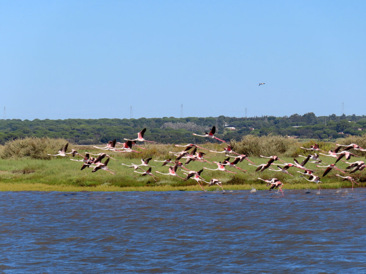 Passeios no Galeão do Sal no Rio Sado